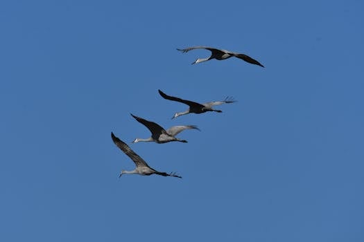 네브래스카 샌드힐 두루미 대이동 해질녘 비행 장면