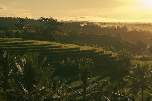 웰니스 여행 발리 우붓 라이스 테라스 요가