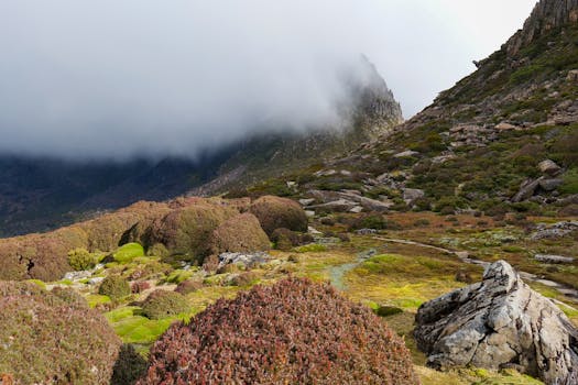 채터누가 여행 룩아웃 마운틴 트레킹 코스 숲길 풍경