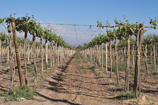 센트럴 오타고 와인 산지 포도밭 전경과 눈 덮인 산맥