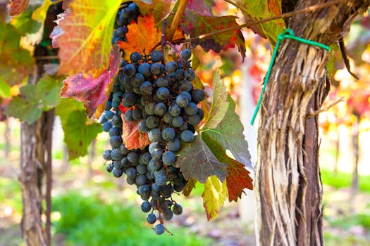 그라츠 근교 당일치기 여행 5곳: 와이너리, 온천, 동화 마을 완벽 가이드 3 남부 슈타이어마르크 와인로드 포도밭과 와이너리