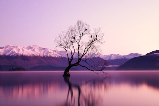퀸스타운 여행 와나카 호수 That Wanaka Tree 풍경