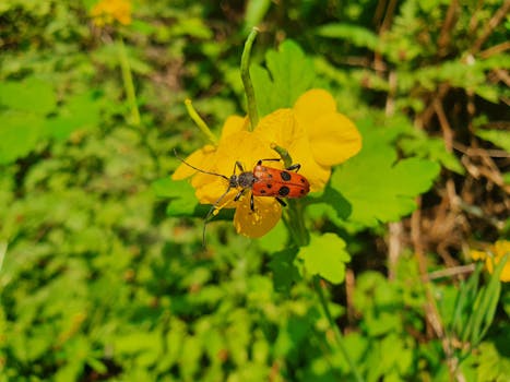 몬태나 글레이셔 국립공원 야생동물 관찰 주의사항